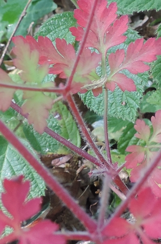 Piantina rossa - Geranium robertianum